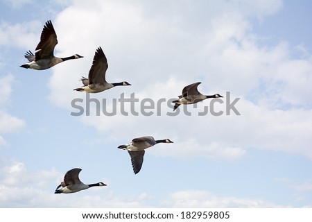 Photo of  Canadian Geese flying in formation.  Taken on the scenic Maumee river in Northwest Ohio.