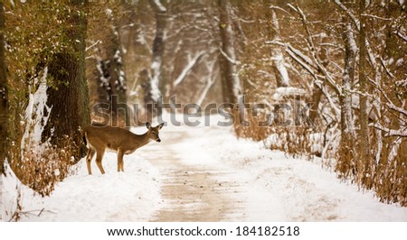 Photo of a beautiful white tailed deer on a snowy winter trail in a wooded park.