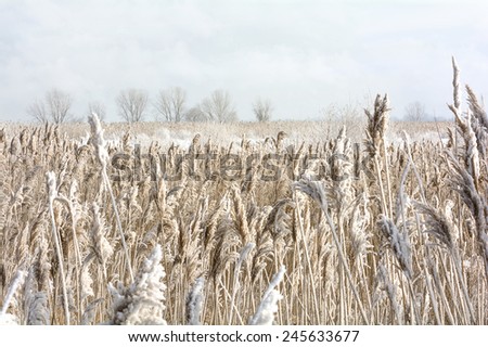 A snowy winter scene along the shore of Lake Erie in northern Ohio. Fresh snow clings to tall grass in a vast field.
