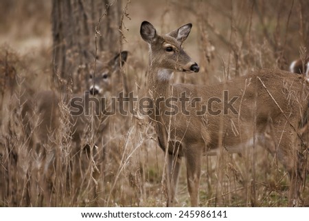 Two white tailed deer standing alert in the woods.