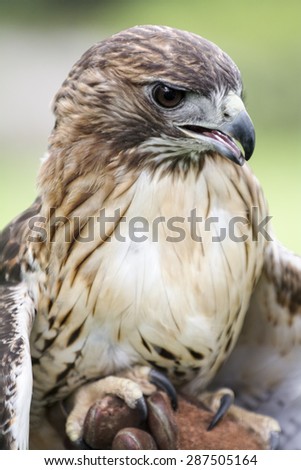 Red-tailed Hawk portrait. The most common hawk in North America. You\'ll most likely see Red-tailed Hawks soaring in wide circles high over a field.