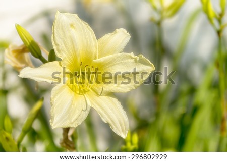 Photo of blooming soft yellow daylily in a garden. Beautiful perennial flower with a long bloom time.