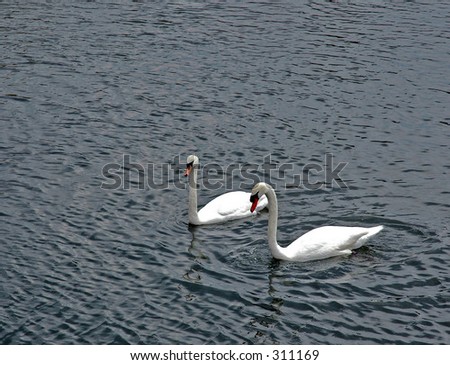 Two swans enjoying the water.