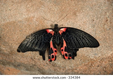 A black and red butterfly with a damaged wing taking a break on a rock.