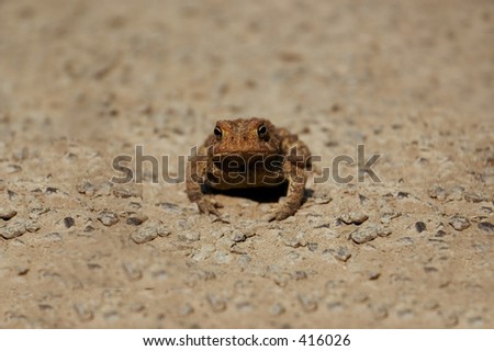 Close-up of either an American Toad or Fowlers Toad.