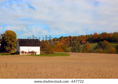 A white barn sits in the farm field with crops ready to harvest and beautiful fall colors in the trees. Taken in Holmes County Ohio.