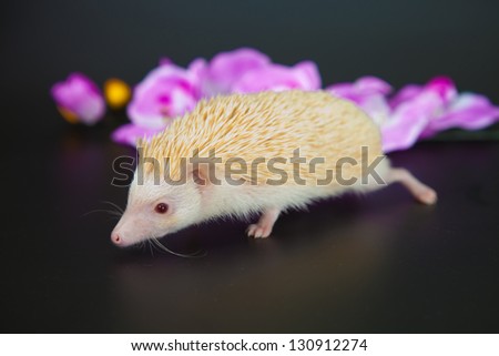 hedgehog albino, exotic animal of the house