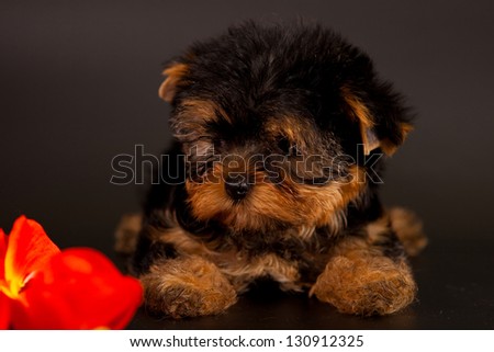 puppy of a Yorkshire terrier on a black background