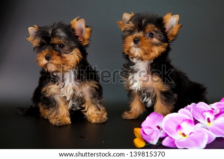 two puppies of a Yorkshire terrier on a black background