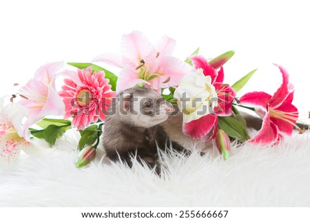 Ferret pet on a white background, isolated.