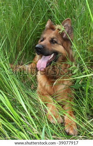 The German shepherd lies in a grass on a glade