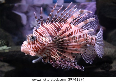 Sea, striped fish with thorns under water.