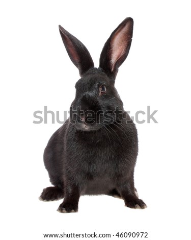 Black Rabbit, On A White Background, Is Isolated. Stock Photo 46090972