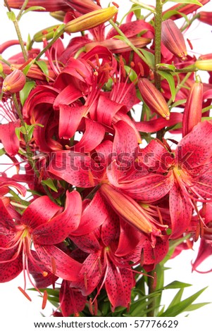 bouquet red lilies on a white background is isolated.
