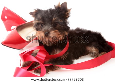 Small dog about red tapes on a white background it is isolated.
