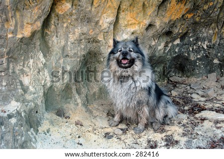 dog in cave