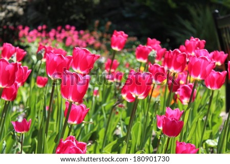Cerise Tulips in Sunshine, England.