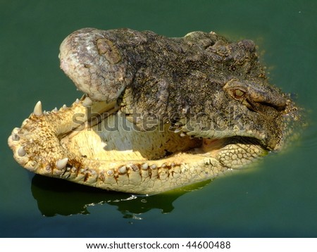 Long Mouth Crocodile