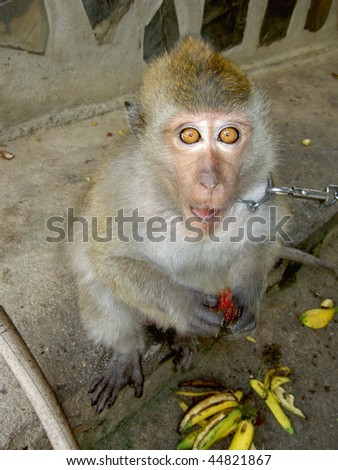 Monkey eating bananas, Koh Phangan, Thailand.