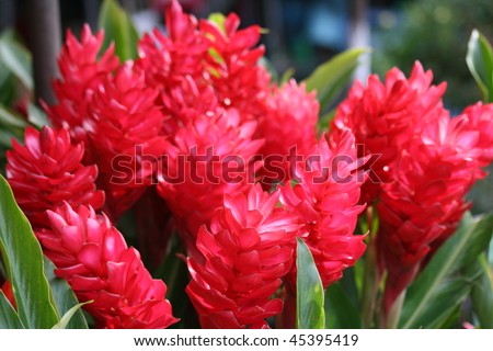 Exotic Flowers on Red Tropical Flowers  Thailand  Stock Photo 45395419   Shutterstock