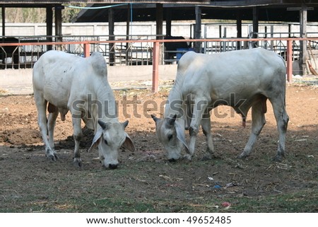 Rural cows, Thailand.
