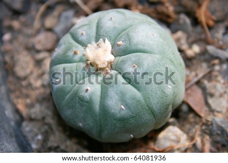 African Peyote Cactus