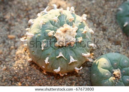 African Peyote Cactus