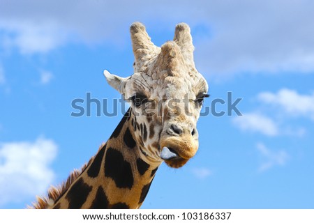 A closeup of a giraffe with his tongue sticking out