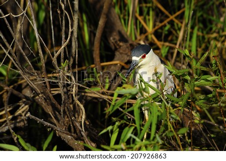 A Crowned Night Heron stalking fish in the Everglades national Park.