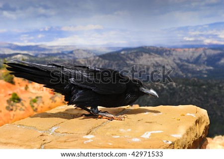 Raven eying kernels of corn at Bryce Canyon National Park