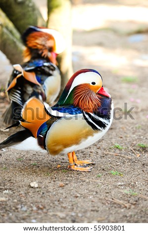 stock-photo-two-male-mandarin-ducks-standing-on-the-sand-55903801.jpg