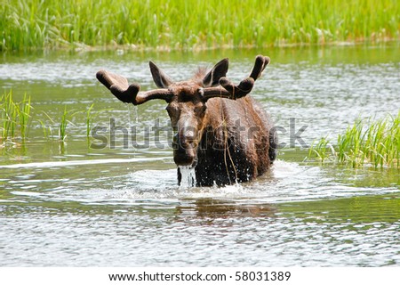 A bull moose with water running out of his mouth