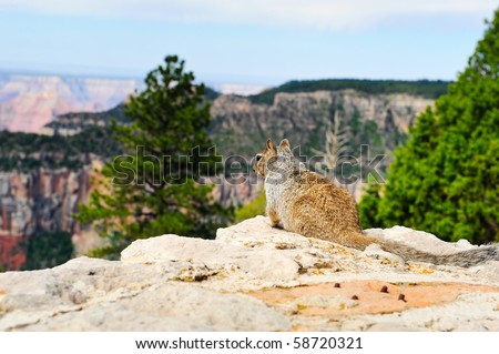 A squirrel contemplating the universe at the north rim of the Grand Canyon