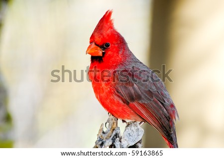 perched cardinal