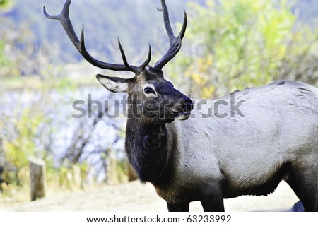 A bull elk with a back ground of fall leaves