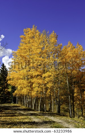 Aspens turning golden colors next to a dirt road