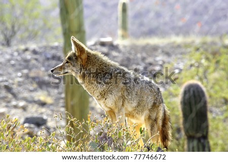 An alert coyote in the desert southwest