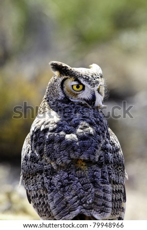 A portrait of a Great Horned Owl