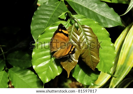 An orange and black butterfly resting on a leaf