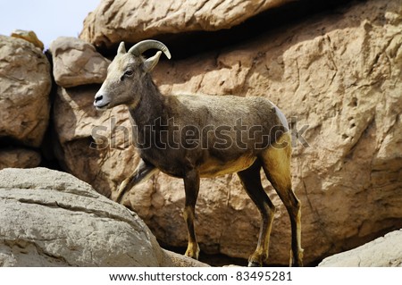 A female Big Horn Sheep in the rocks
