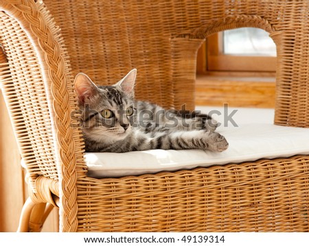 cat on chair, symbol of comfort