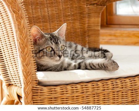 cat on chair, symbol of comfort