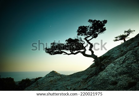 Tree and sea at sunset. Crimea landscape. Nature background