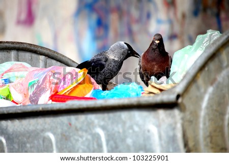 jackdaw ( Corvus monedula ) garbage dump dustbin