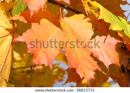 Fall colored maple tree leave
