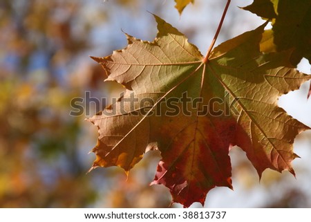 Fall colored maple tree leave