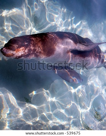 another sea lion underwater,Buffalo Zoo,BUffalo,New York