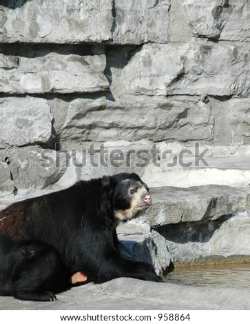 Black bear paws in water.Buffalo Zoo