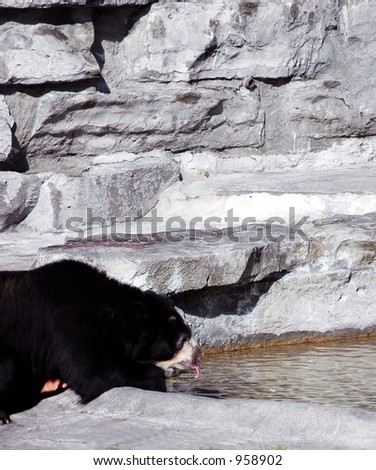 Buffalo Drinking Water