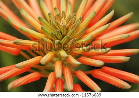 Orange spikes-Orange blossoms on Cactus macro